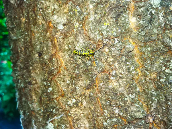 大きな黄色いカブトムシの昆虫の性質 — ストック写真