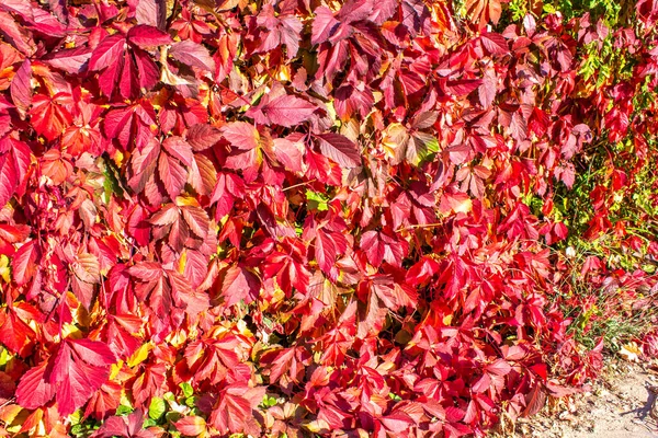 Jesień Czerwone Liście Ściany Tło — Zdjęcie stockowe