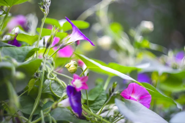 Bindweed Convolvulus Althaeoides Bush Manhã Glória Flor Natureza — Fotografia de Stock