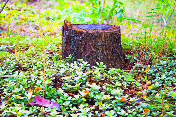 Starý Strom Pařez Zelená Tráva Pozadí — Stock fotografie