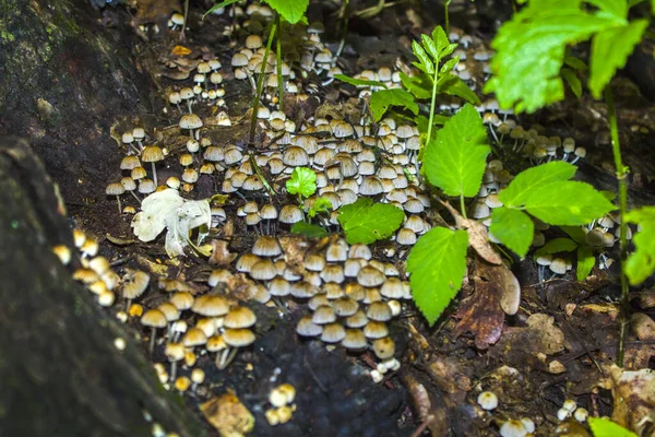 Nombreux Champignons Blancs Sont Sur Sol Dans Forêt Verte — Photo