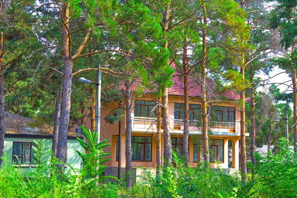 Casa Campo Rosa Bosque Pinos — Foto de Stock