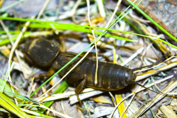 Gryllotalpa Cricket Insect Grass Nature — ストック写真