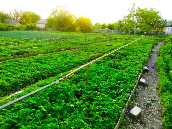 Manantiales Campos Plantación Siembra Cultivan Jardinería — Foto de Stock