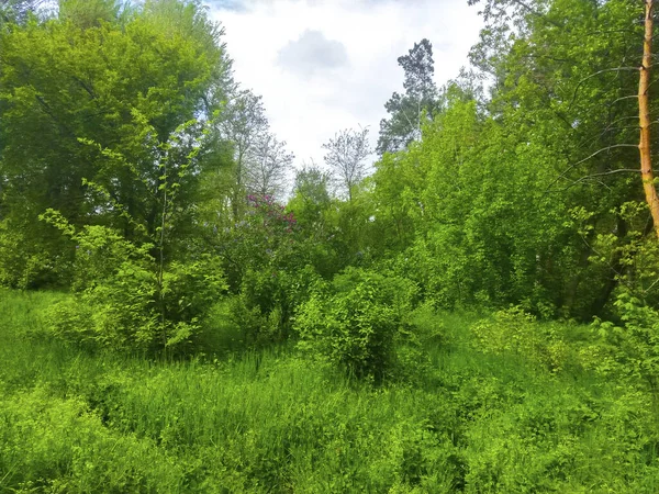 Primavera Verde Floresta Árvores Paisagem — Fotografia de Stock