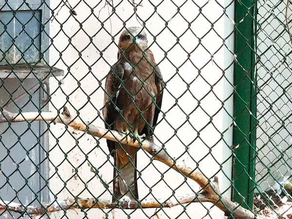 檻の中の鳥の鷹 — ストック写真