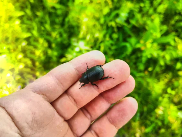 白い背景の上大きな茶色のカブトムシ — ストック写真