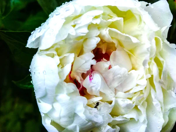 Vita Pioner Blomma Dagg Natur — Stockfoto