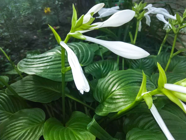 Цветущий Белый Цветок Хосты Funkia Семья Спаржи Белая Лилия Расцвела — стоковое фото