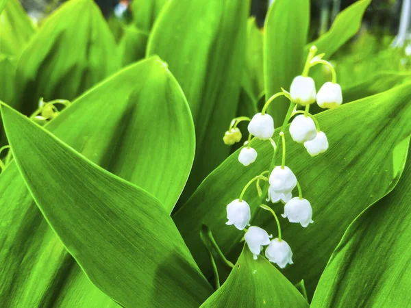 Fleur Vallée Peut Jardiner Plante — Photo