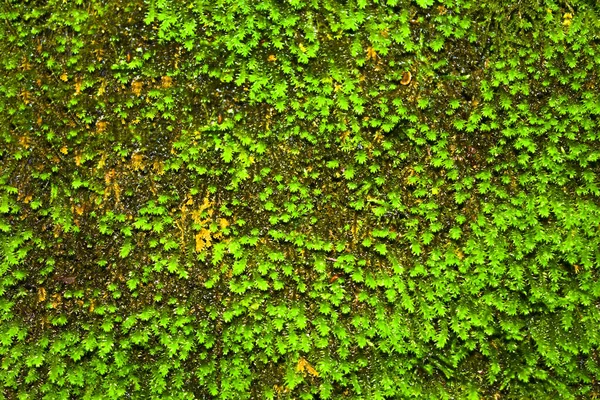 Primer Plano Textura Fondo Musgo Verde — Foto de Stock