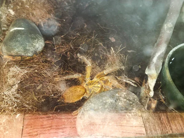 Κοντινό Πλάνο Ταραντούλα Τριχωτή Μεγάλη Αράχνη — Φωτογραφία Αρχείου