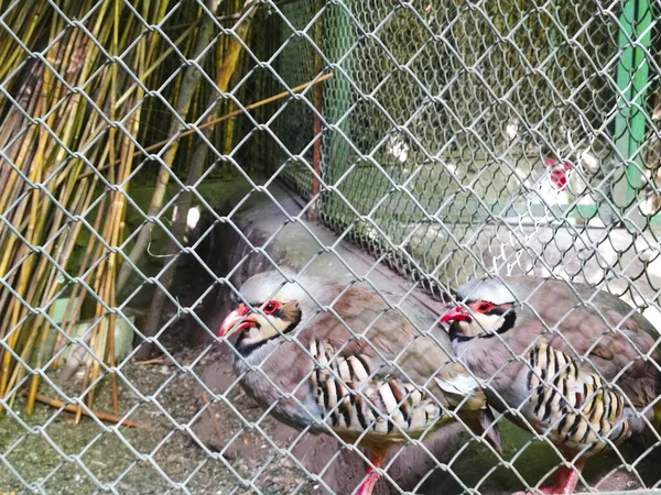 Grauer Pfau Fasan Vogel Haustier — Stockfoto