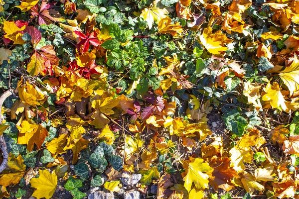 초록빛 가을철 — 스톡 사진