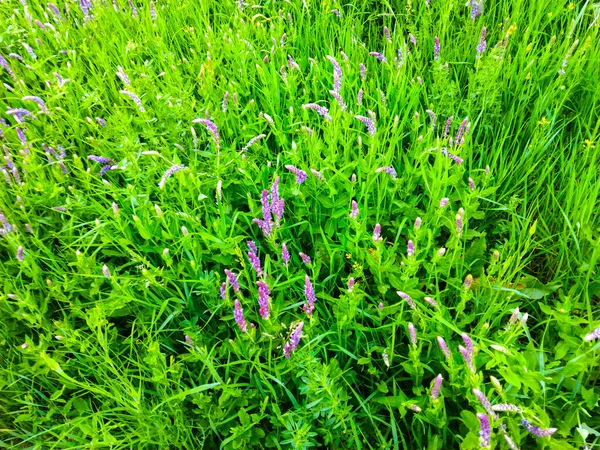 Lavanda Fiore Cespuglio Prato Giardino — Foto Stock