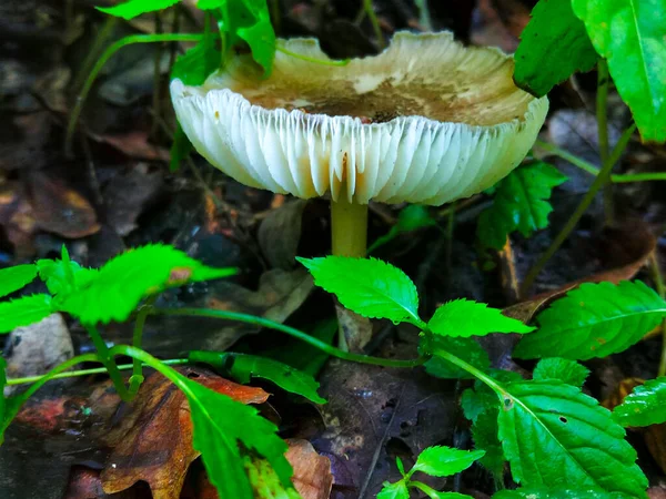 Cogumelo Branco Vista Perto Floresta — Fotografia de Stock