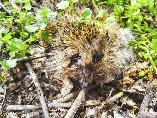 dead hedgehog animal body nature