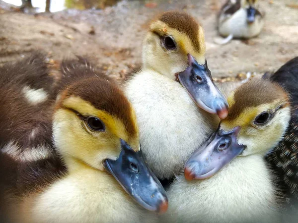 Head Cute Little Newborn Ducklings — Stock Photo, Image