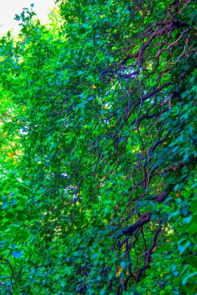 Bush Green Leaves Branches Ivy — Stock Photo, Image