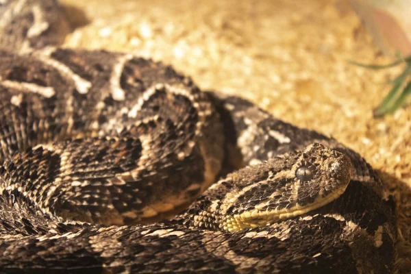 brown viper snake animal reptile