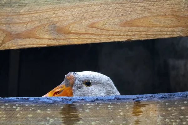 Closeup Goose Looking Fence Outdoor Farm Area — 스톡 사진