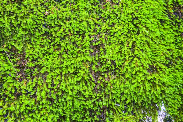 特写绿色苔藓背景纹理 — 图库照片