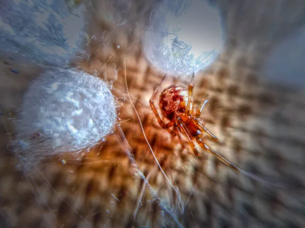 Yakın Plan Üçgen Örümcek Ağı Yumurta Keseleri — Stok fotoğraf