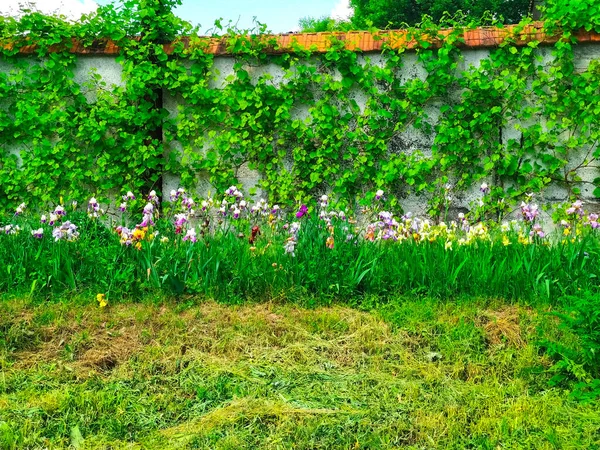 Vecchio Muro Mattoni Ricoperto Foglie Edera Verde — Foto Stock