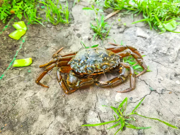 seafood fresh crabs crawling life background