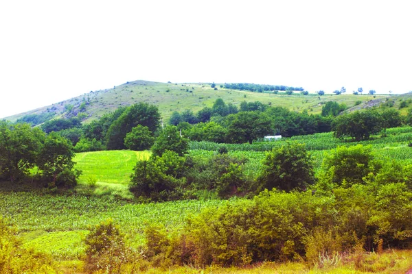 Zielone Pole Wzgórza Krajobraz Panorama — Zdjęcie stockowe