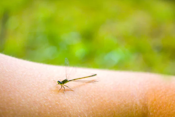 Primer Plano Pequeño Insecto Libélula Verde — Foto de Stock