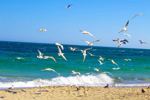 Ave Mar Volando Mar Playa — Foto de Stock