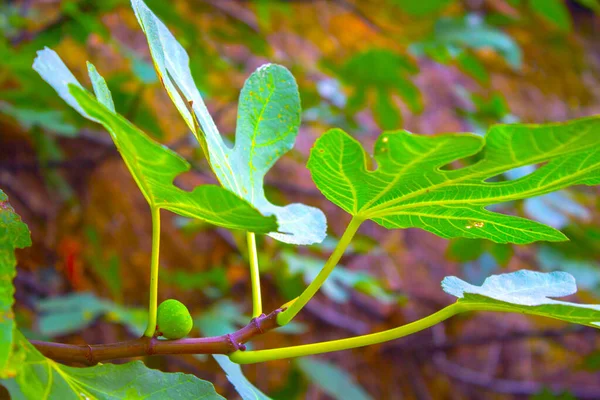 Figi Rośliny Owocowe Gałęzi Ogród — Zdjęcie stockowe