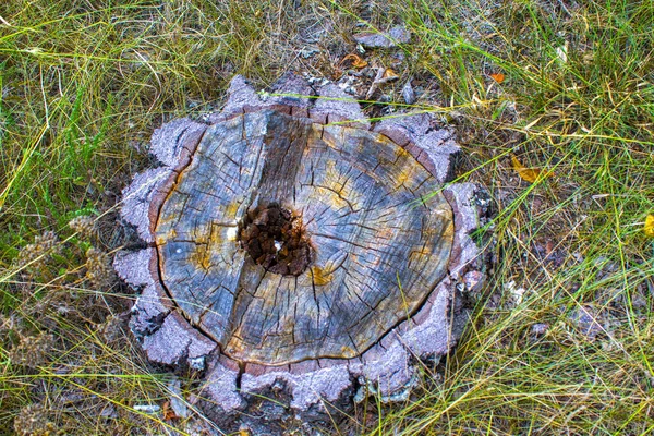 Ξύλινο Κούτσουρο Κύκλο Ξηρό Γρασίδι — Φωτογραφία Αρχείου