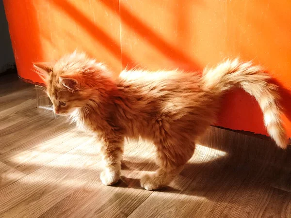 Bonito Pequeno Vermelho Gatinho Por Sol — Fotografia de Stock