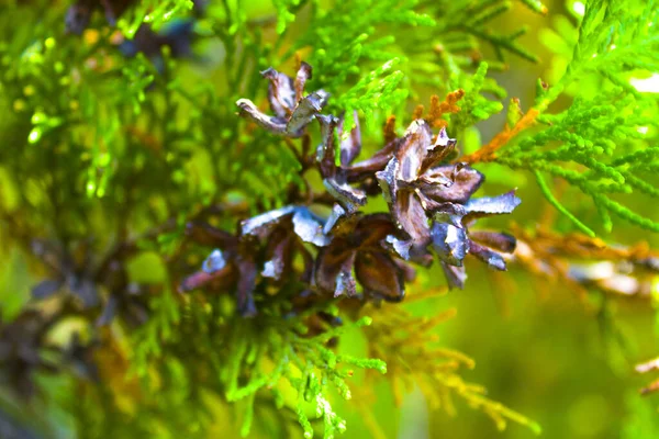 Tallkottsfrö Gren Natur — Stockfoto