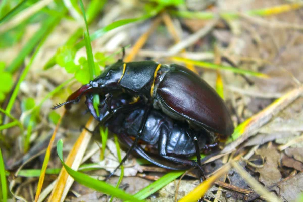 Parningssäsongen För Dynastinae Eller Noshörningsskalbaggar — Stockfoto