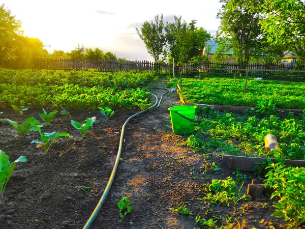 Manantiales Campos Plantación Siembra Cultivan Jardinería — Foto de Stock