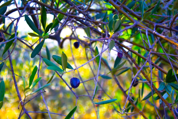 Siyah Zeytin Dalı Bitki Ağacı — Stok fotoğraf