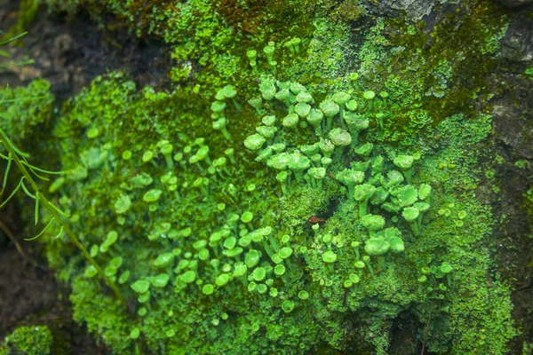Zelený Mech Lišejník Malými Houbami — Stock fotografie