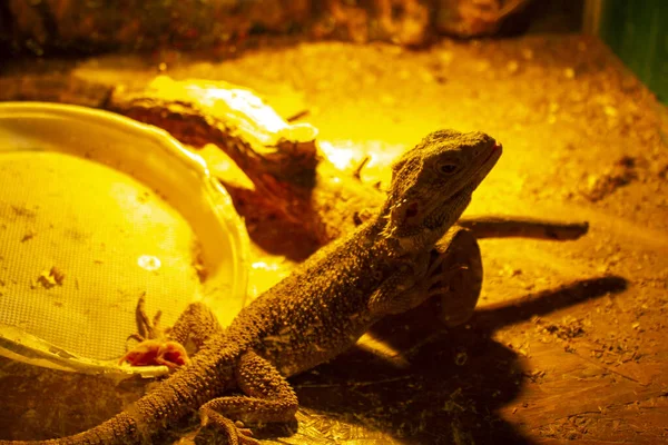 Closeup Iguana Lizard Reptile Yellow Light — Stock Photo, Image