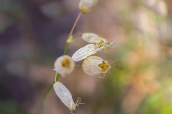 Autunno Cespuglio Secco Fiori Natura — Foto Stock