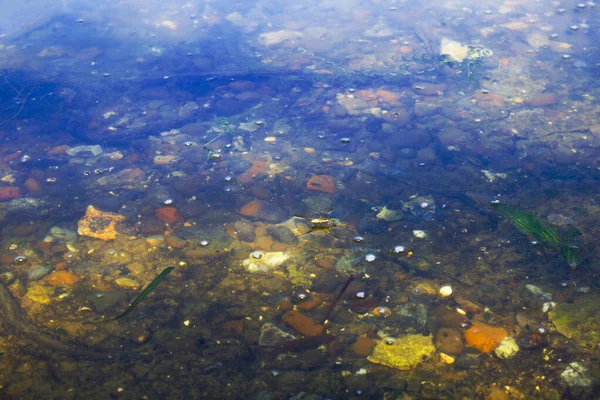 バッグ海藻泥水の背景の質感 — ストック写真