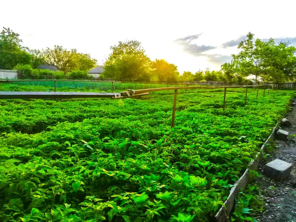 Весна Высадка Саженцев Озеленение Поля — стоковое фото