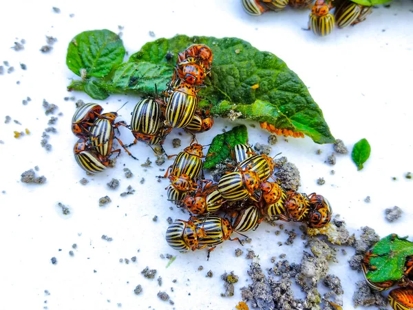 Colorado Patates Böceği Beyaz Arka Planda Yakın Plan — Stok fotoğraf