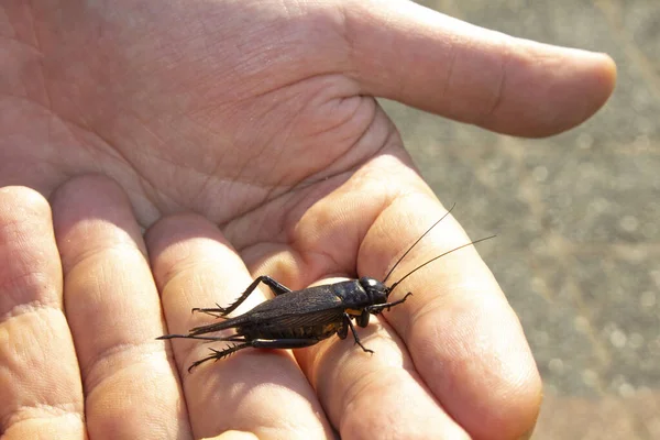 手に大きな黒いクリケット昆虫 — ストック写真