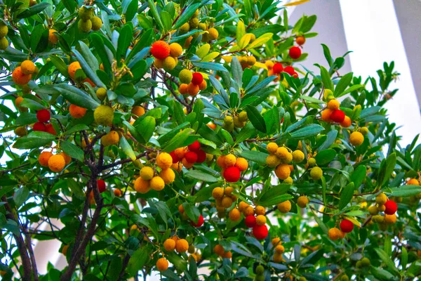 A tropical fruit tree: Red litchi on the tree