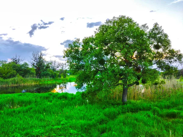 Grande Árvore Costa Lago Rio Natureza — Fotografia de Stock