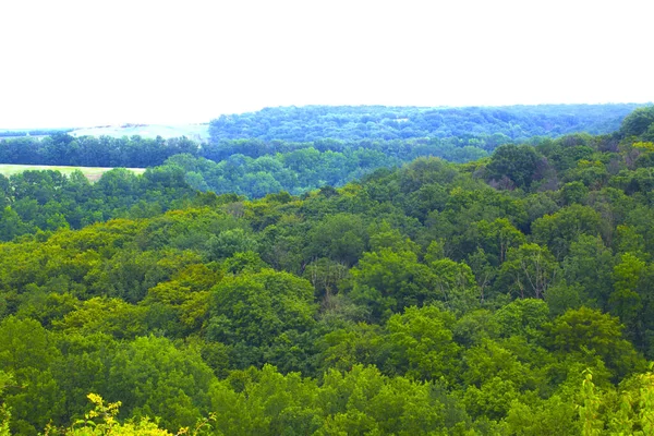 Floresta Montanha Durante Amanhecer Névoa Suave Vista Panorâmica Das Colinas — Fotografia de Stock