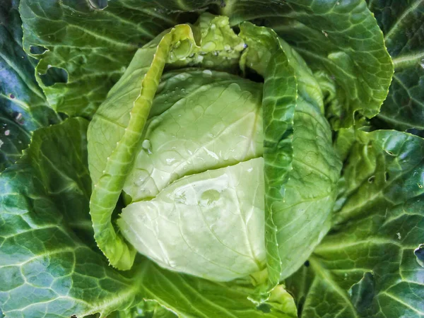 Colheita Repolho Branco Pronto Campo Vegetais Orgânicos Campo — Fotografia de Stock